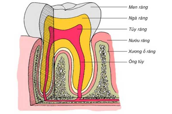 Cấu tạo của răng gồm men răng, chân răng, ngà răng